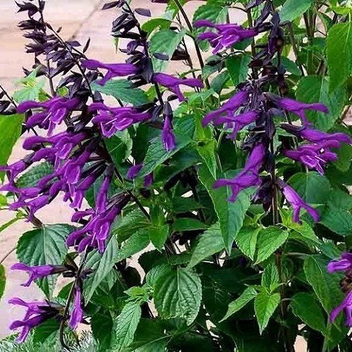 Salvia "Amistad", must voor elke border !, Ophalen, Zomer, Vaste plant, Volle zon