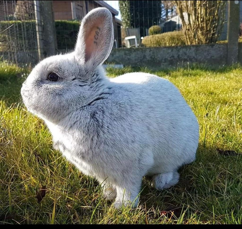Klein licht zilver, Dieren en Toebehoren, Konijnen, Meerdere dieren, Klein, 0 tot 2 jaar