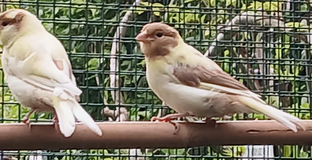 te koop Jonge Kanaries, Animaux & Accessoires, Oiseaux | Canaris, Canari chanteur, Sexe inconnu