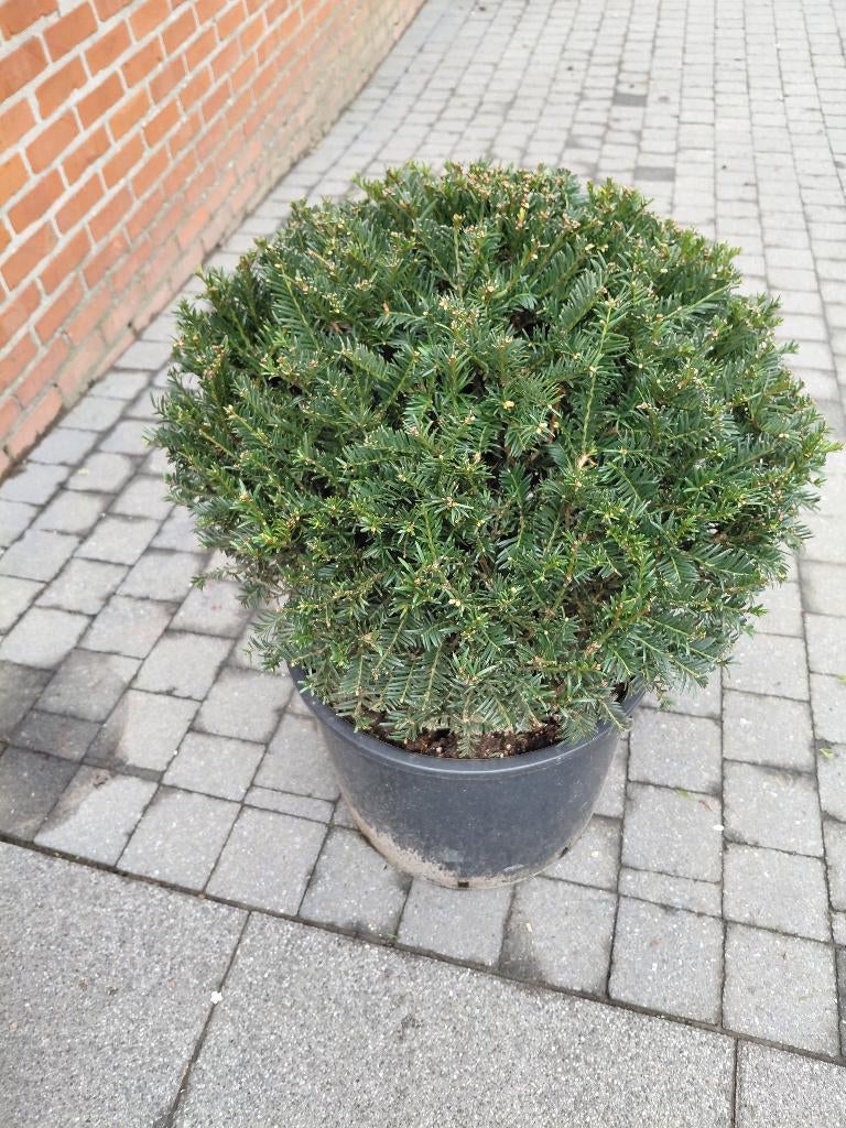 Taxus Baccata bollen, Ophalen