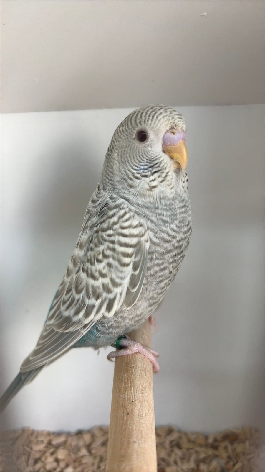 Grasparkieten bf dun fallow split bw 2026, Dieren en Toebehoren, Vogels | Parkieten en Papegaaien