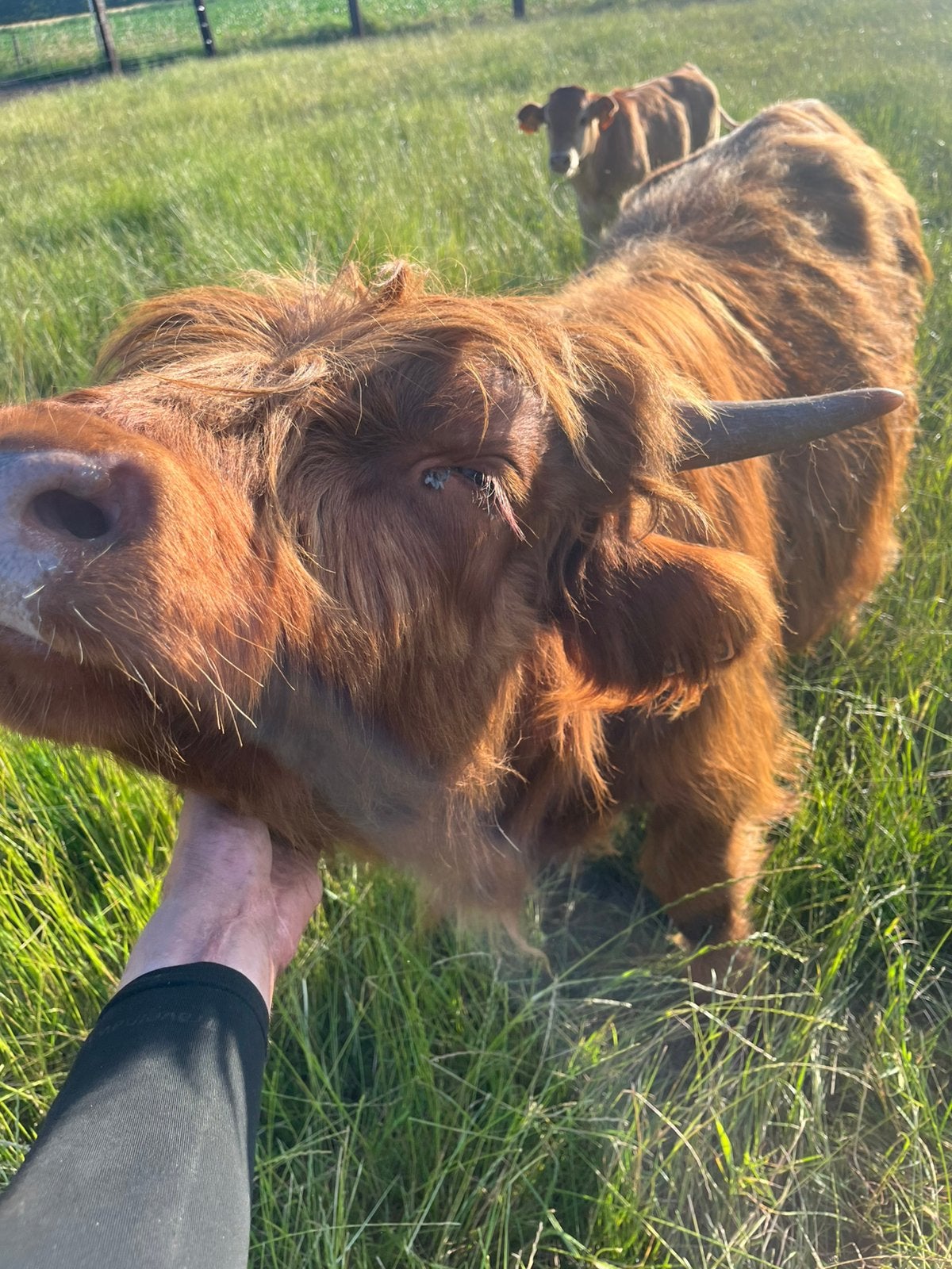 Schotse hooglander stieren, Juli, Mannelijk