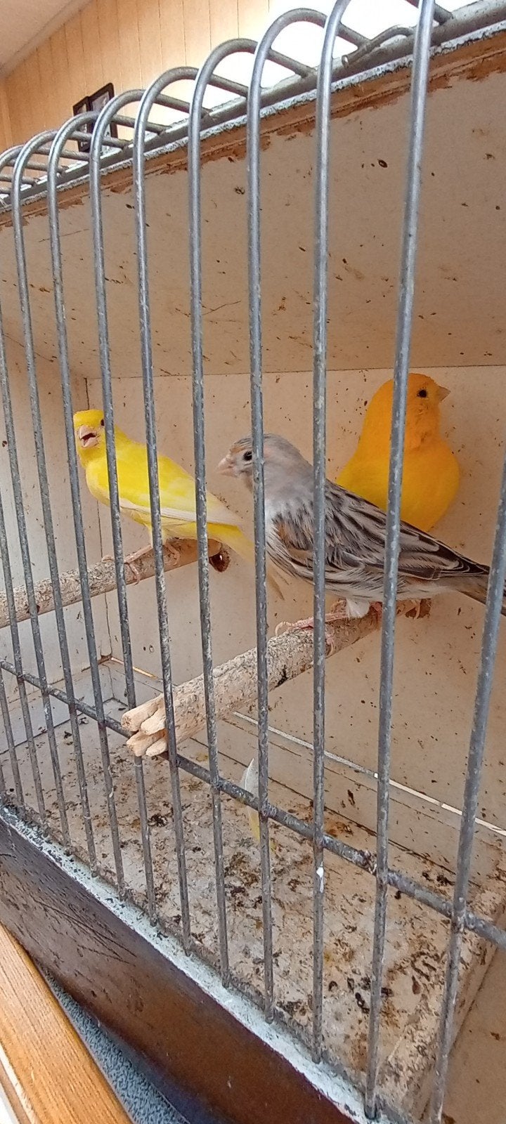 bewezen koppel kanaries met nog  1 jong geringd 30 €