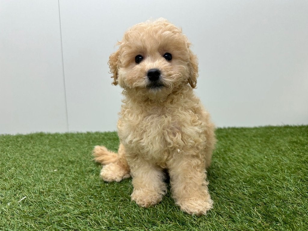 Maltipoo pups, België, 15 weken tot 1 jaar, CDV (hondenziekte), Meerdere