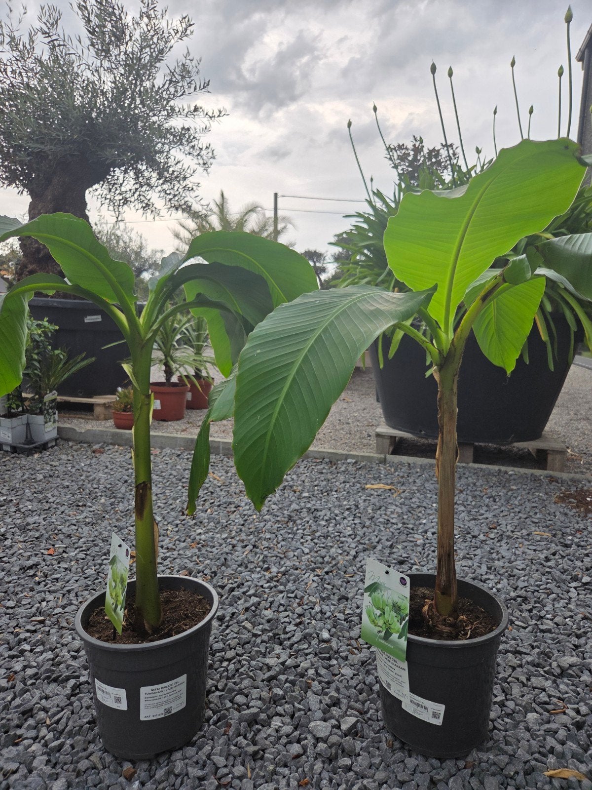 Banaanplant Musa basjoo, Tuin en Terras, Planten | Fruitbomen, Ophalen