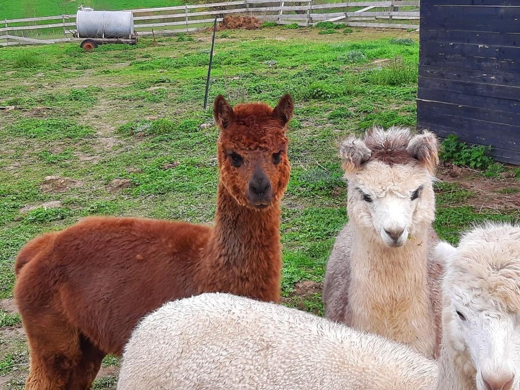 2 drachtige alpaca merries, Dieren en Toebehoren, Juni, Meerdere dieren