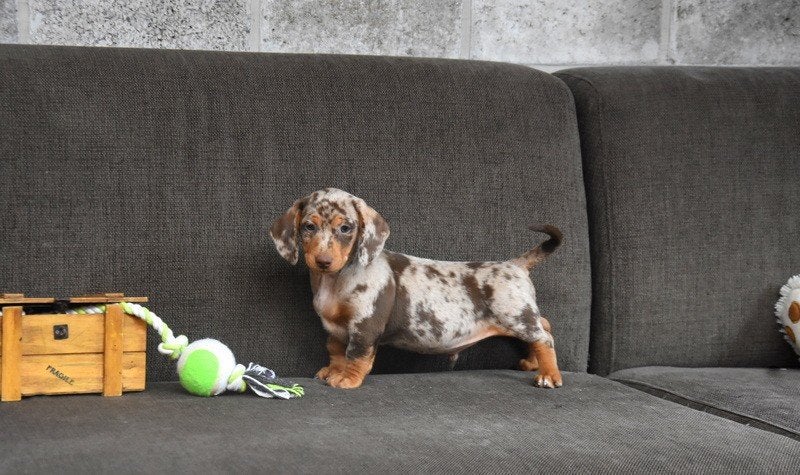 Kortharig Chocolat Merle Tricolor Teckel pupje, Maladie de Carré (chiens), Plusieurs, Nain, Belgique