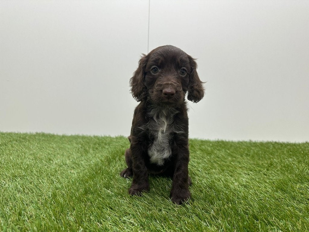 Nestje Cockapoo