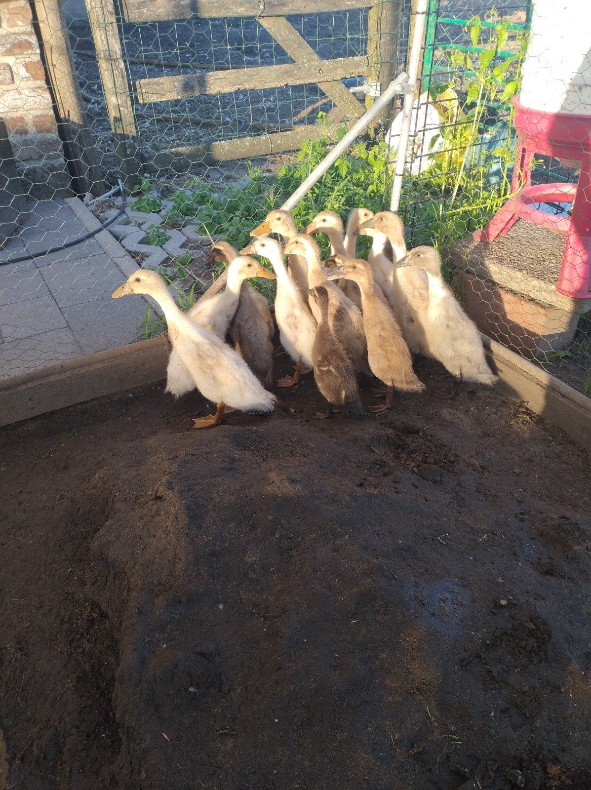 Indische loopeenden, Dieren en Toebehoren, Pluimvee, Eend, Geslacht onbekend