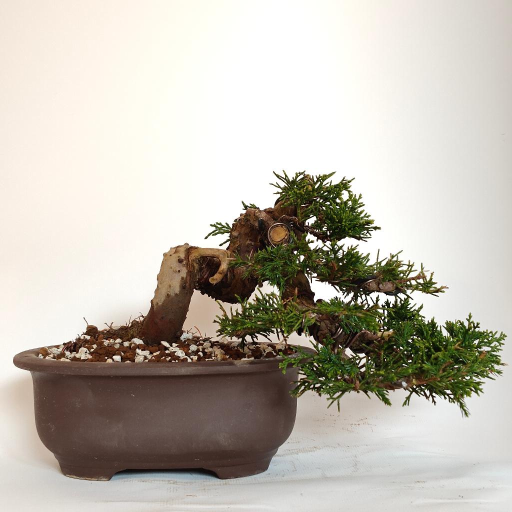 Chinese jeneverbes bonsai - junipers chinensis, Enlèvement ou Envoi, En pot, Plein soleil, Autres espèces