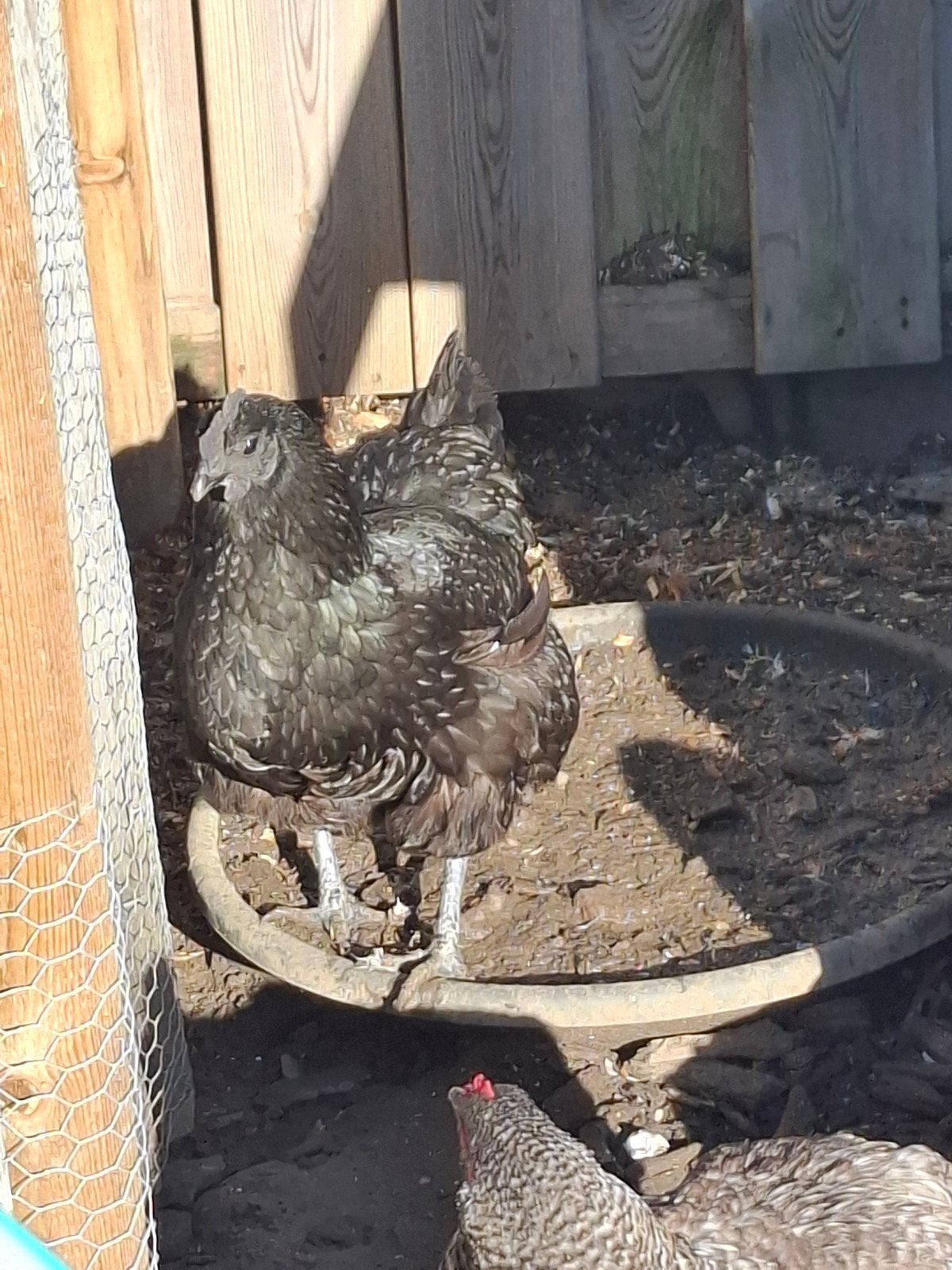 Raszuivere Ayam Cemani hen, april 2025.