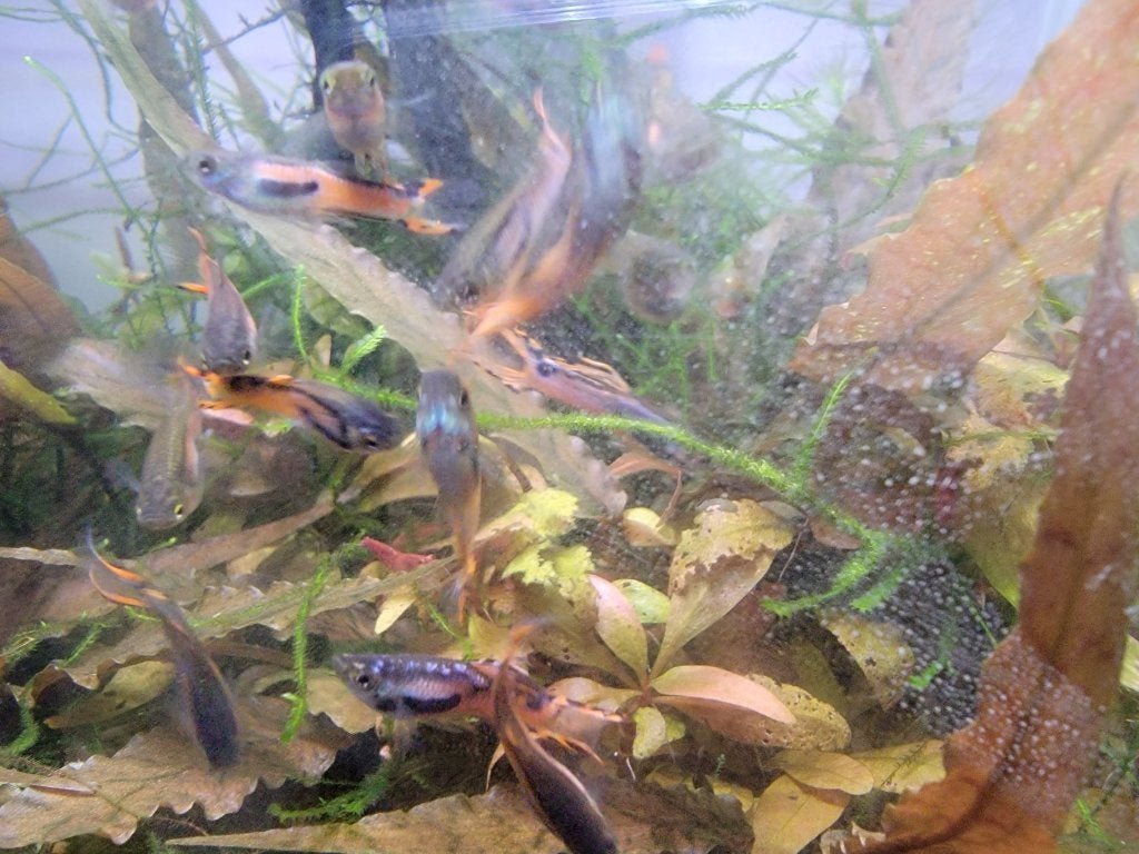 Guppy Endler, 4 pour 5€, Animaux & Accessoires, Poisson, Poisson d'eau douce