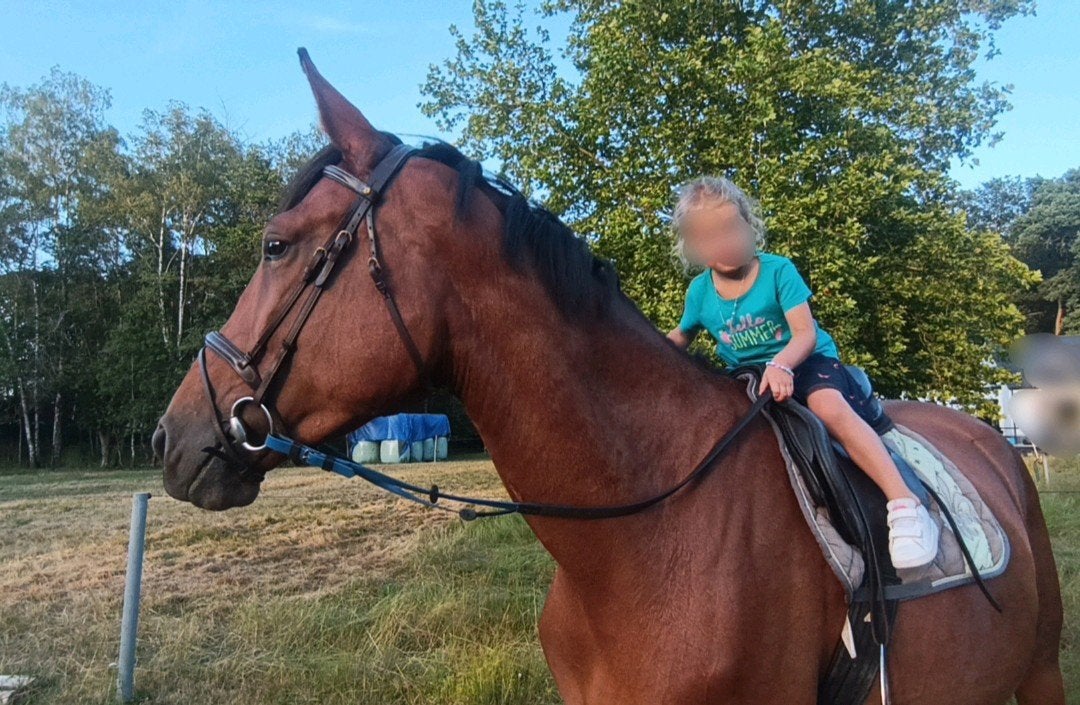 Super braaf jong springpaard/allrounder!, Animaux & Accessoires, Chevaux, B, Avec pedigree, 165 à 170 cm, Cheval de saut