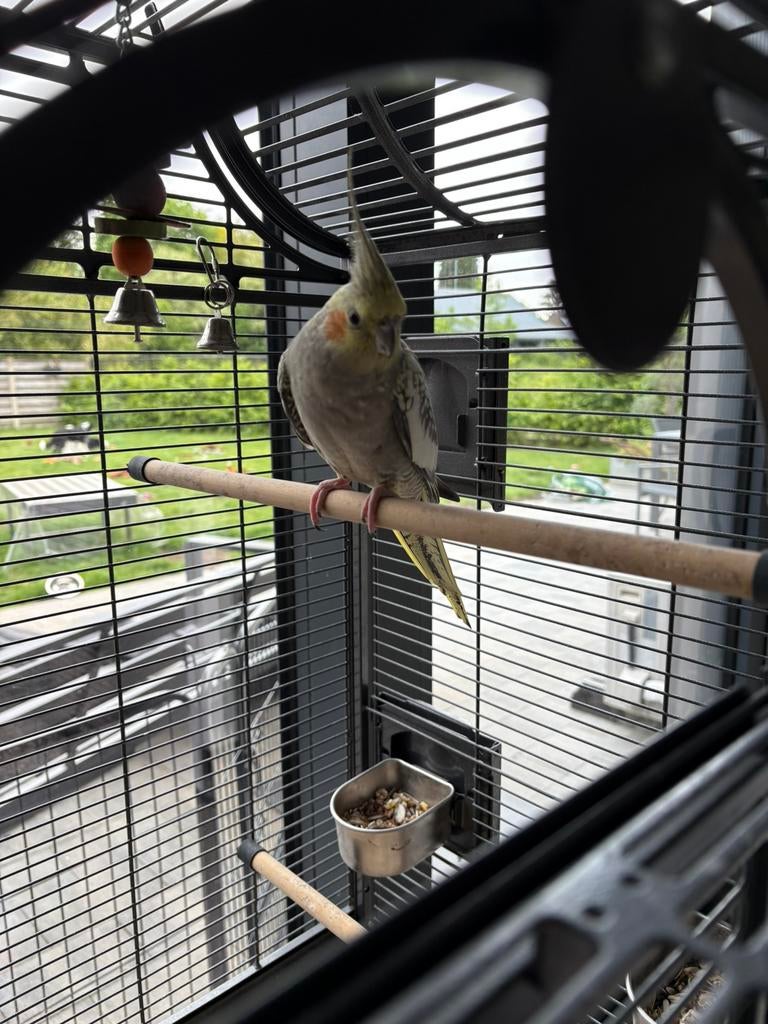 Valkparkiet met kooi, Animaux & Accessoires, Oiseaux | Canaris, Canari de couleur, Femelle