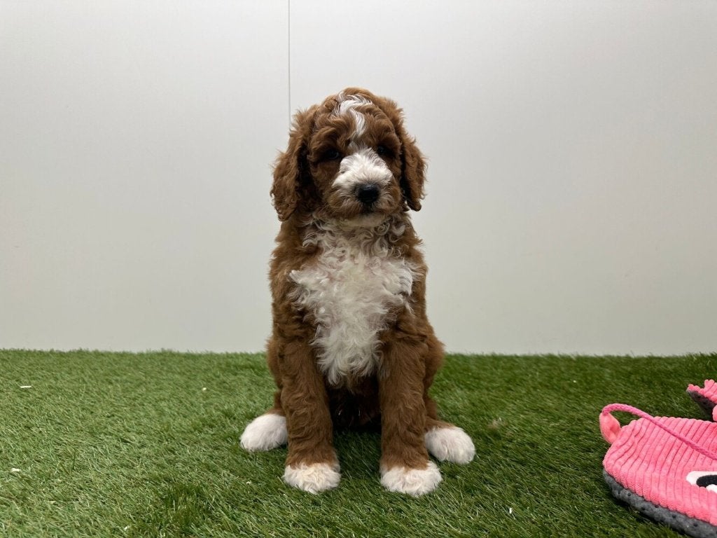 Portée de chiots Caniche Royal