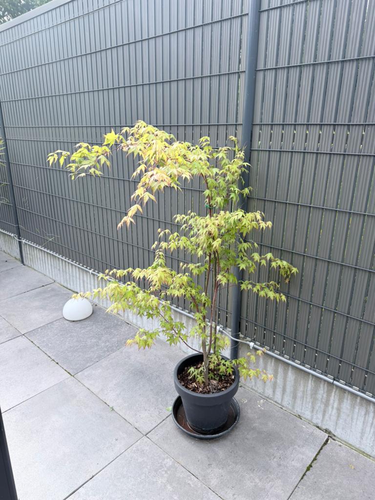 Érable (acer), Jardin & Terrasse, Enlèvement