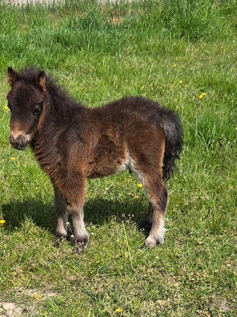 Stamboek shetland hengstje, Dieren en Toebehoren, Stalling en Weidegang