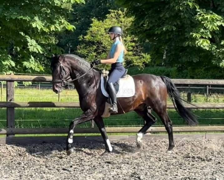 Brave 8-jarige ruin v. Sezuan, Ruin, Dressuurpaard, 170 tot 175 cm, 7 tot 10 jaar