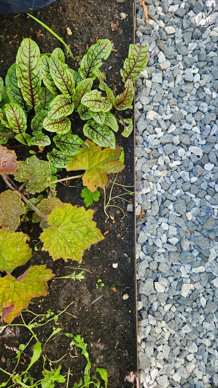 4x1m stuks Cortenstaal tuinafboording (Wovar), Ophalen, Nieuw