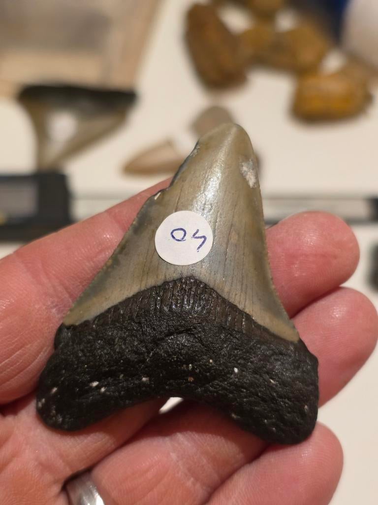 Mooie Carcharodon megalodon uit South Carolina 6,2 cm., Ophalen of Verzenden, Fossiel
