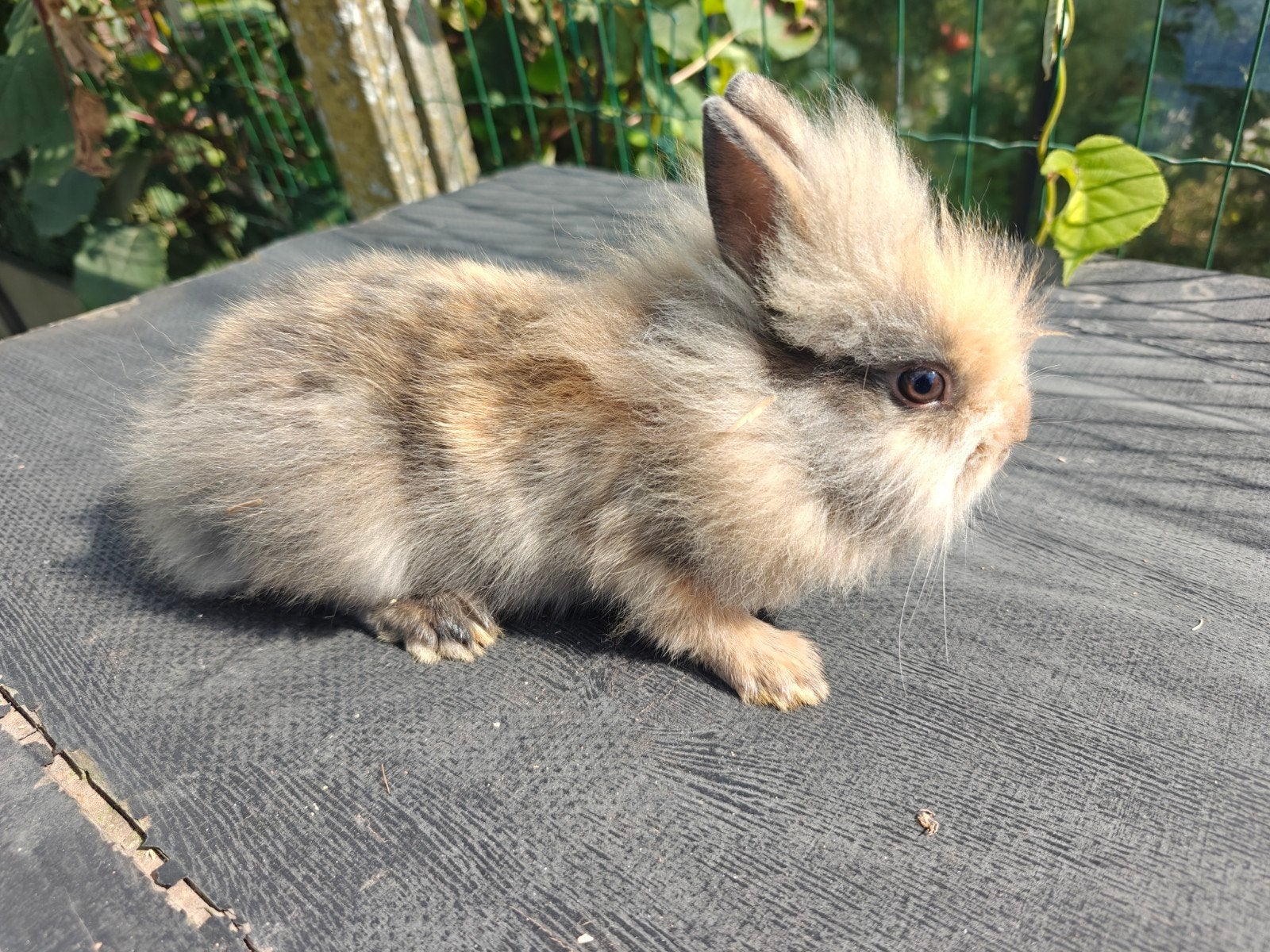 Mooie handtamme jonge dwergkonijntjes leeuwenkopjes, Dieren en Toebehoren, Meerdere dieren, Klein, 0 tot 2 jaar