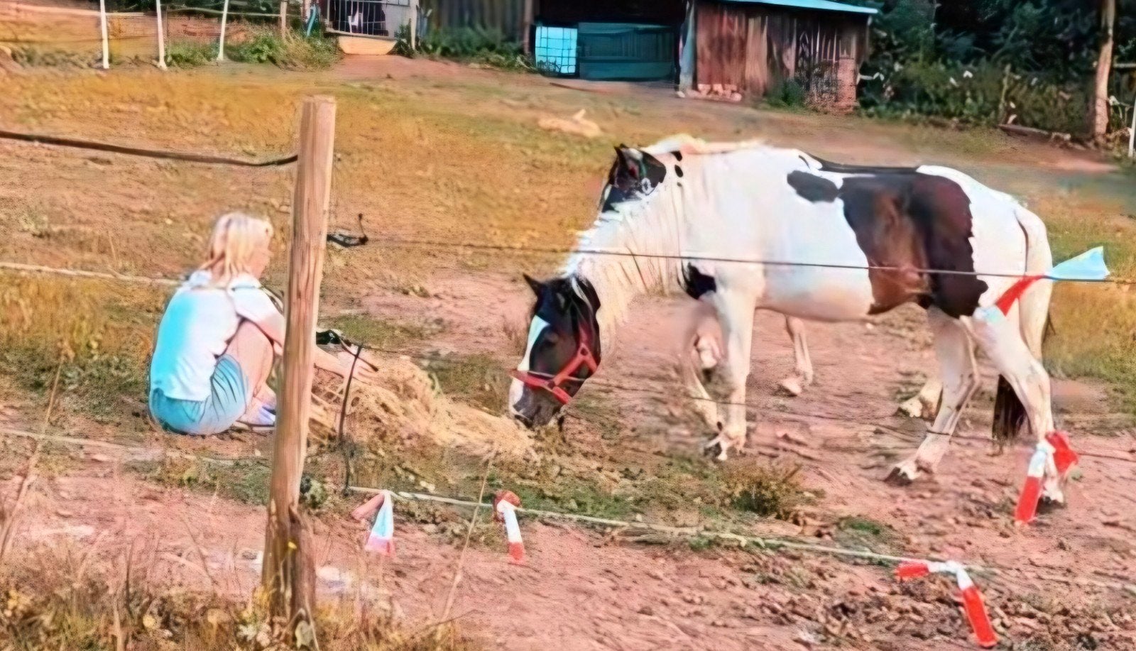 2,5  jarige hengst met super karakter en zeer lief., Dieren en Toebehoren, Pony's, Met stamboom, Springpony, 0 tot 2 jaar, Hengst
