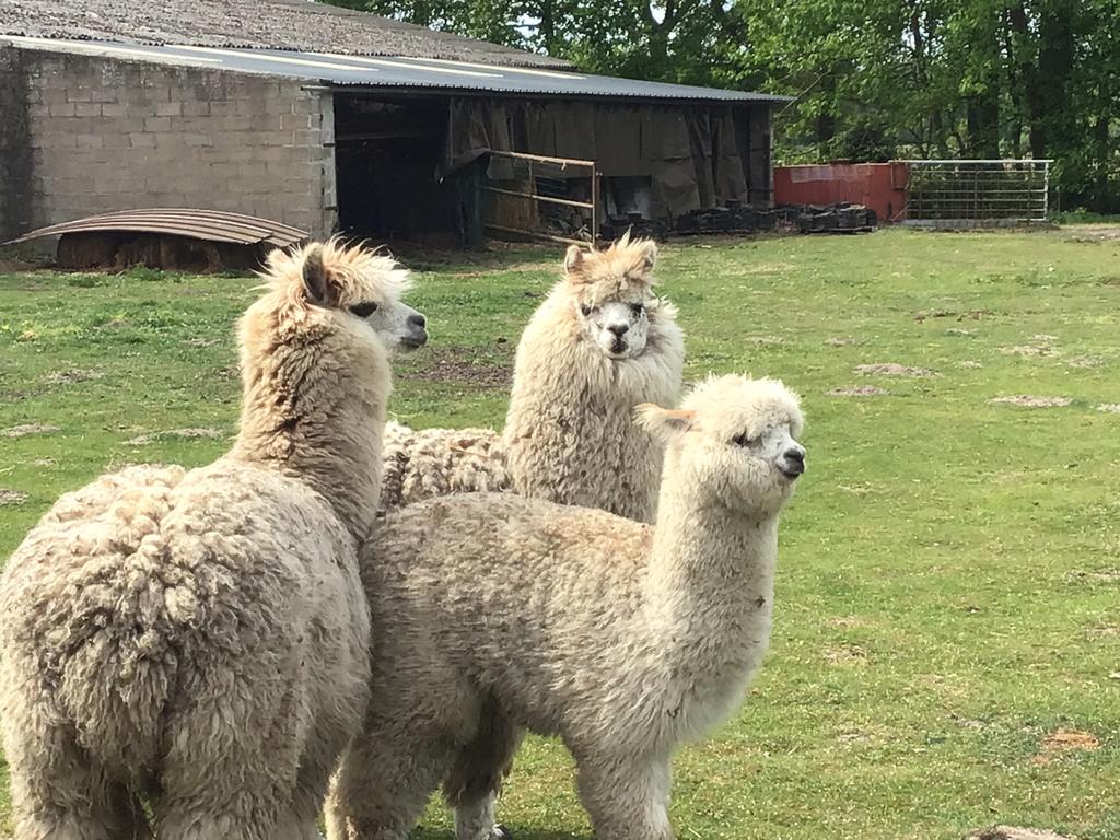 Alpaca te koop, Mai, Mâle