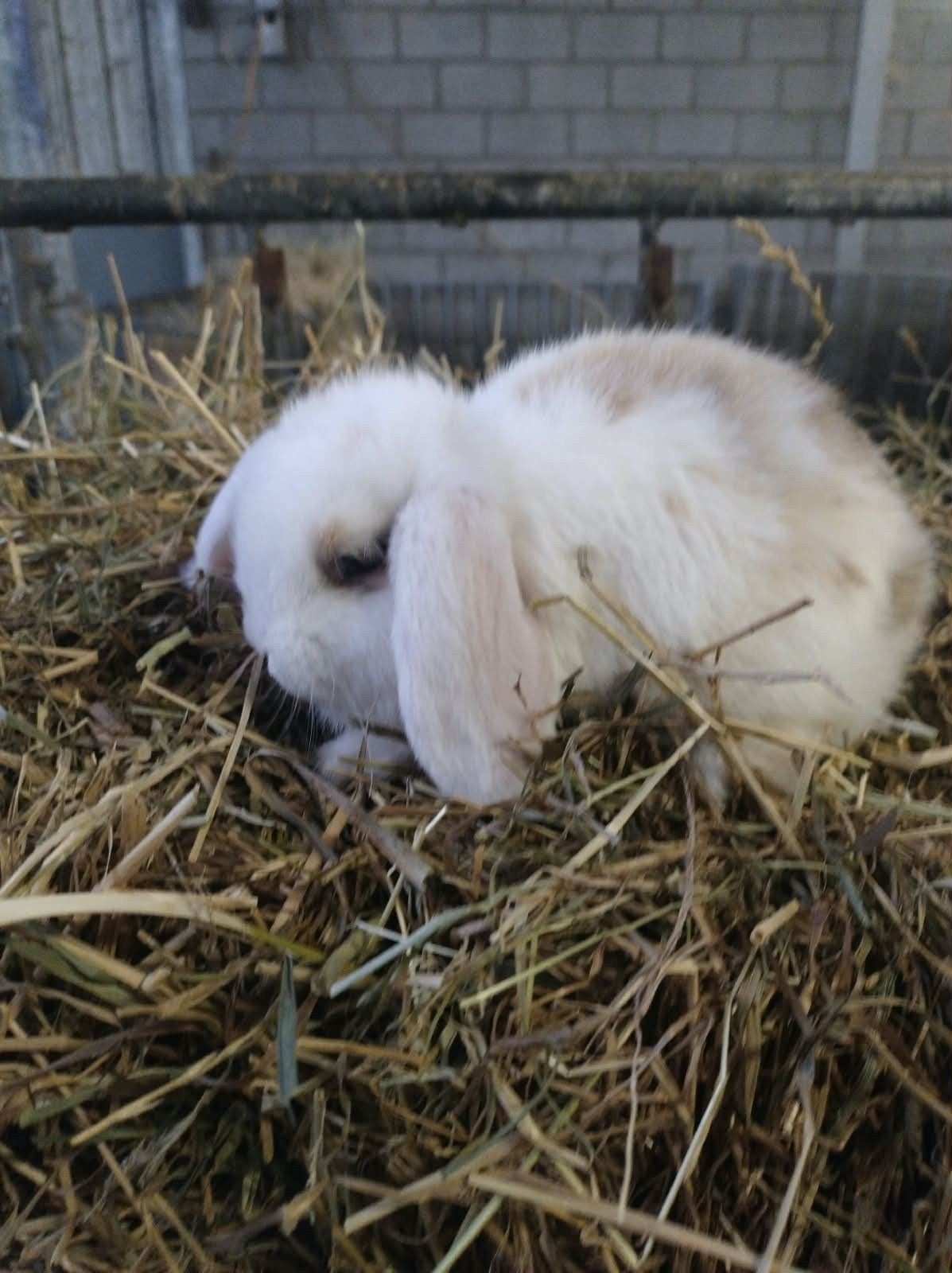 laatste hangoortje x minilop mannetje, Animaux & Accessoires, Lapins, Mâle, Nain, Oreilles tombantes, 0 à 2 ans