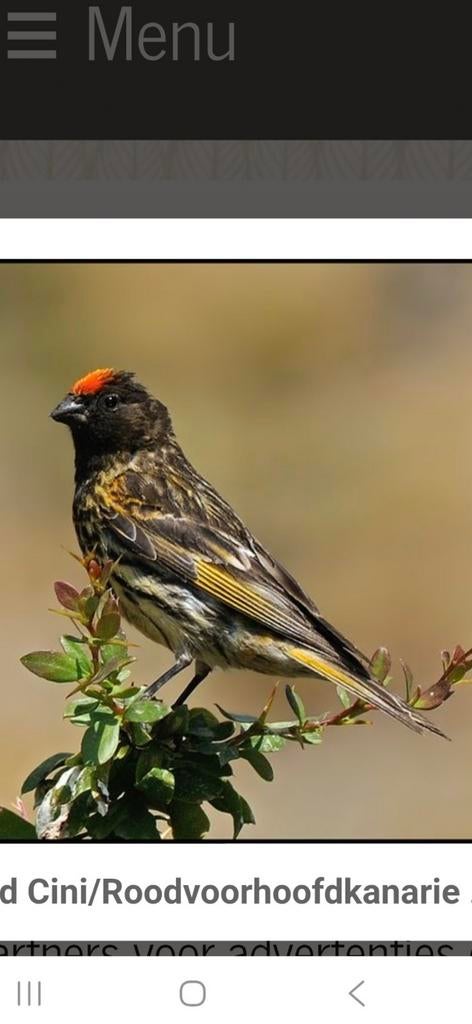 Gezocht Rood voorhoofd kanarie's, Dieren en Toebehoren
