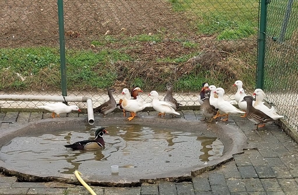 Mandarijn eend., Mei