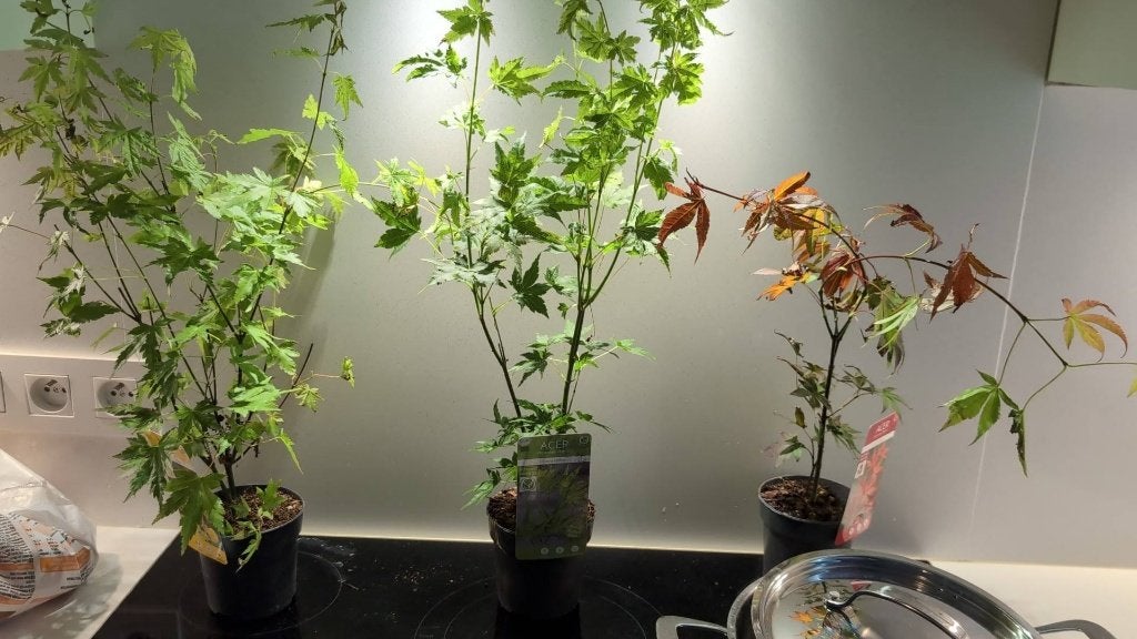 3 verschillende Acers te koop, Ophalen, Esdoorn, Struik, Minder dan 100 cm