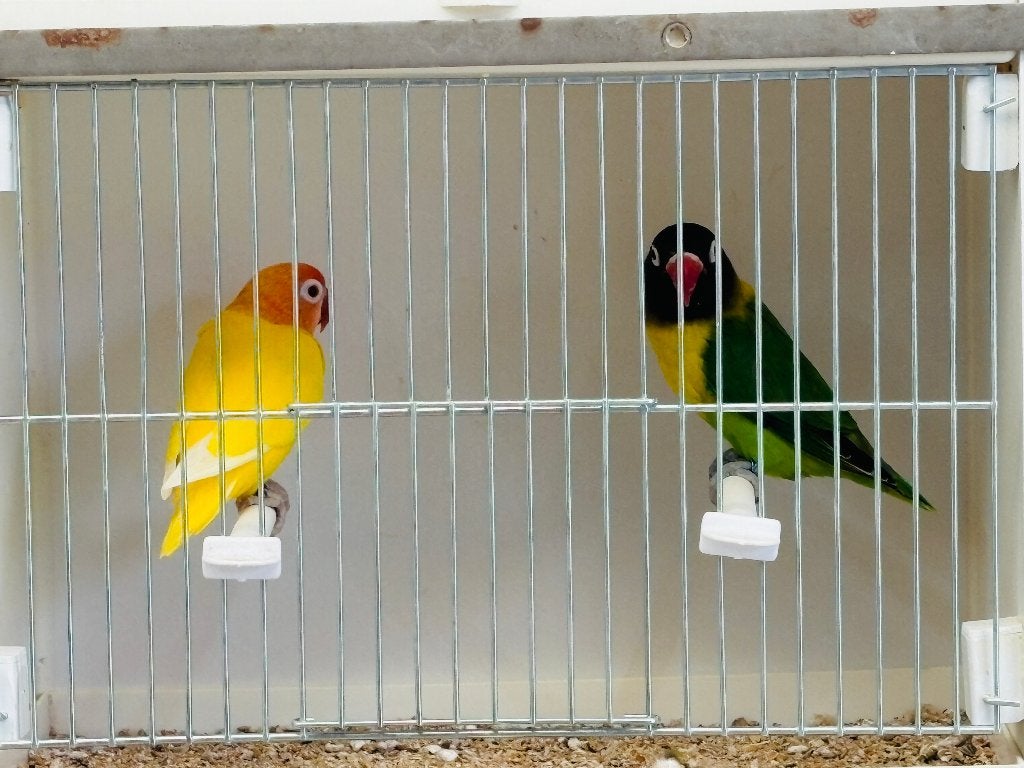 Koppel Agapornis Personata, Dieren en Toebehoren