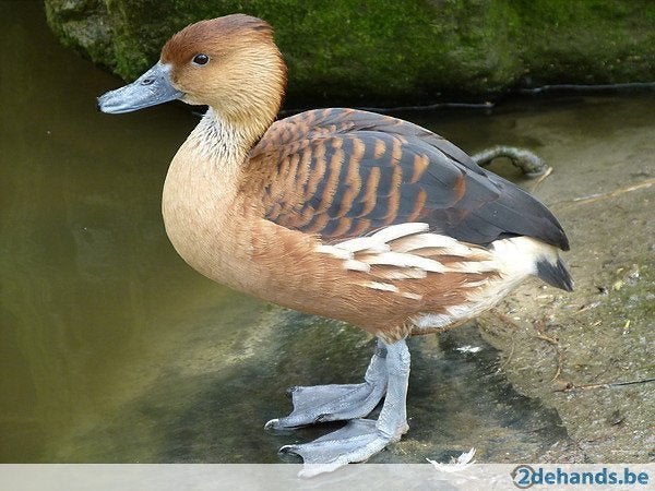 Siereenden diverse soorten, Dieren en Toebehoren, Meerdere dieren, Eend