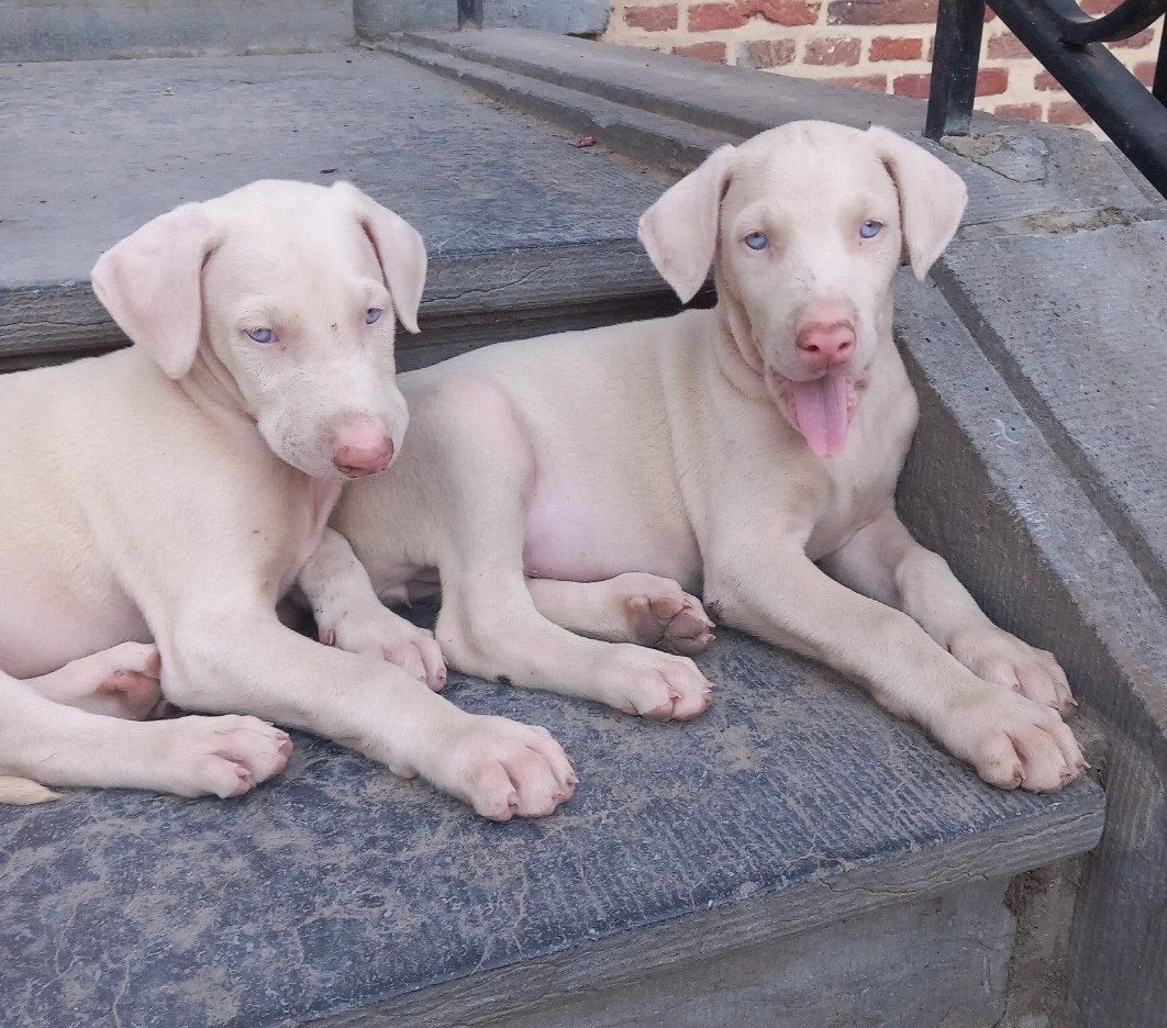 Chiots doberman blancs, Maladie de Carré (chiens), Autres races, 8 à 15 semaines, Plusieurs