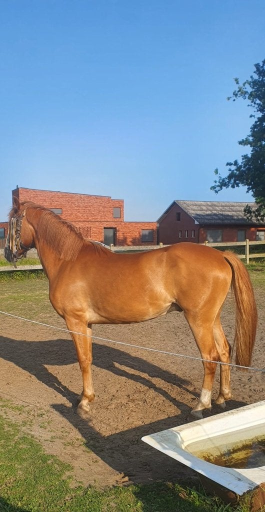 E pony, E pony (1.48m - 1.57m), Met stamboom, Ruin, Zadelmak