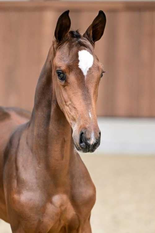fokmerries zoeken goede thuis (gratis), Animaux & Accessoires, Chevaux, 11 ans ou plus, Avec pedigree, 165 à 170 cm, Ne s'applique pas