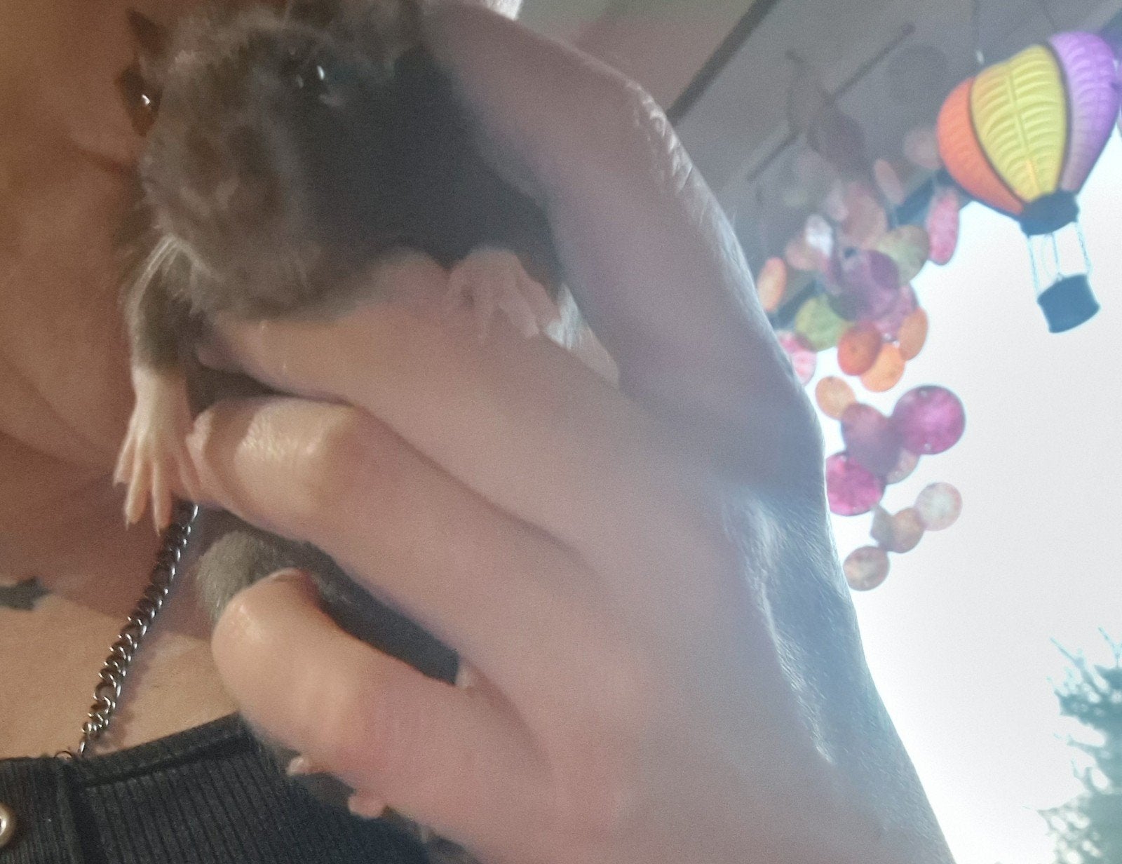 tamme ratten., Rat, Juni, Mannelijk, Tam