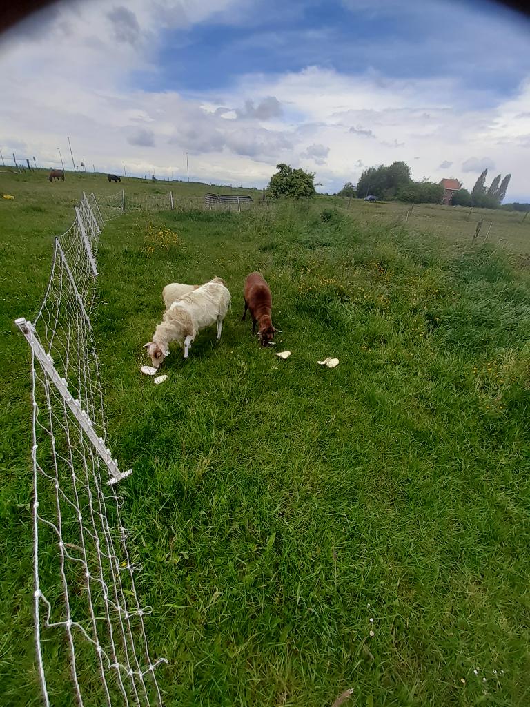 chamois à l'agneau, Femelle, Mouton, 0 à 2 ans