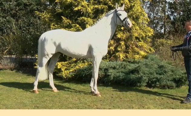 Chique ruin, Avec pedigree, 11 ans ou plus, Hongre, Ne s'applique pas