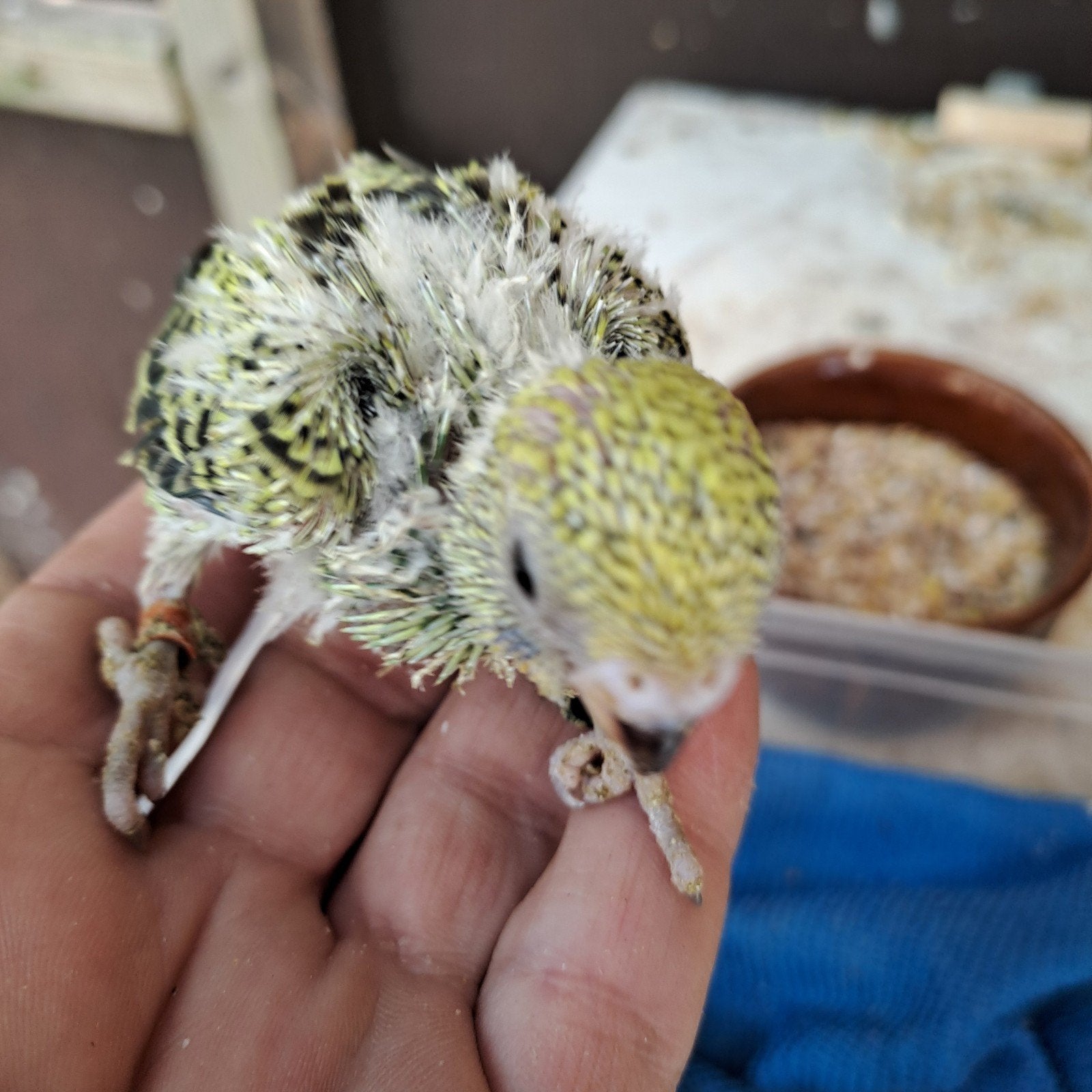 Jonge grasparkieten, Plusieurs animaux, Perruche, Bagué