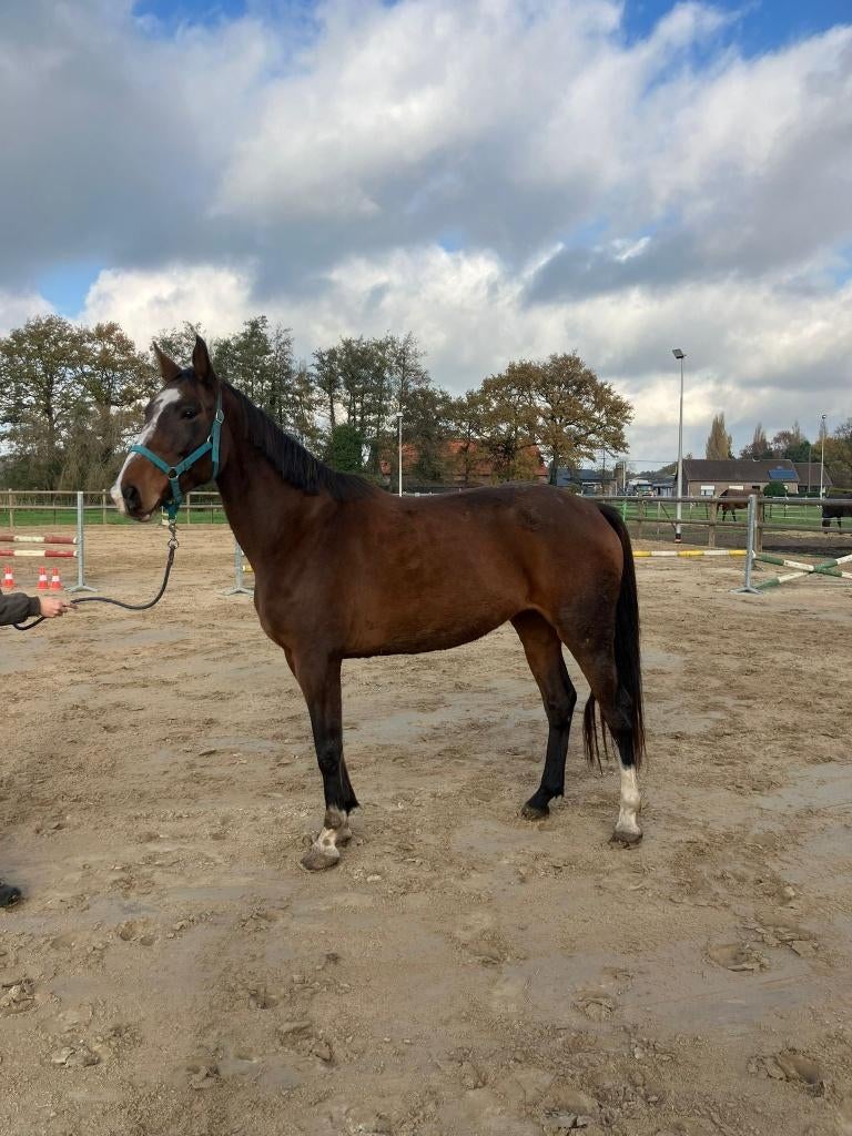 Fokmerrie Hernandez x Voltaire, Dieren en Toebehoren, Merrie