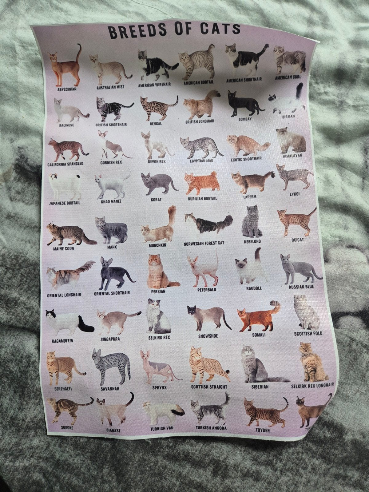 canvas kattenrassen, Huis en Inrichting, Verzenden