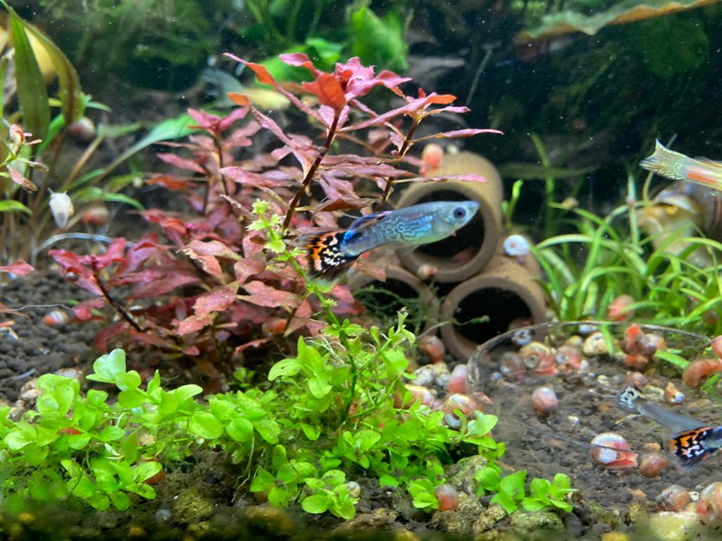 aquariumplant Ludwigia Super Red, Ophalen, Zo goed als nieuw, Plant(en), Steen of Hout
