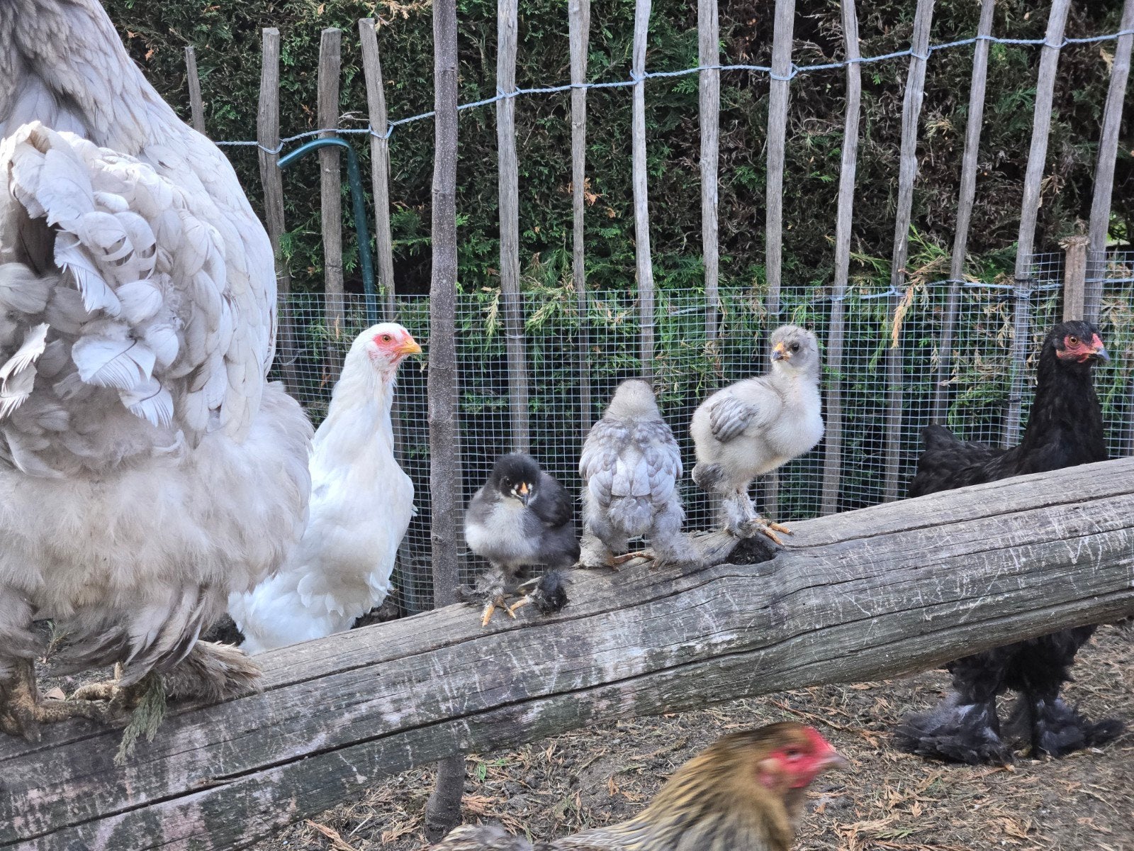 brahma kuikens, Dieren en Toebehoren, Pluimvee
