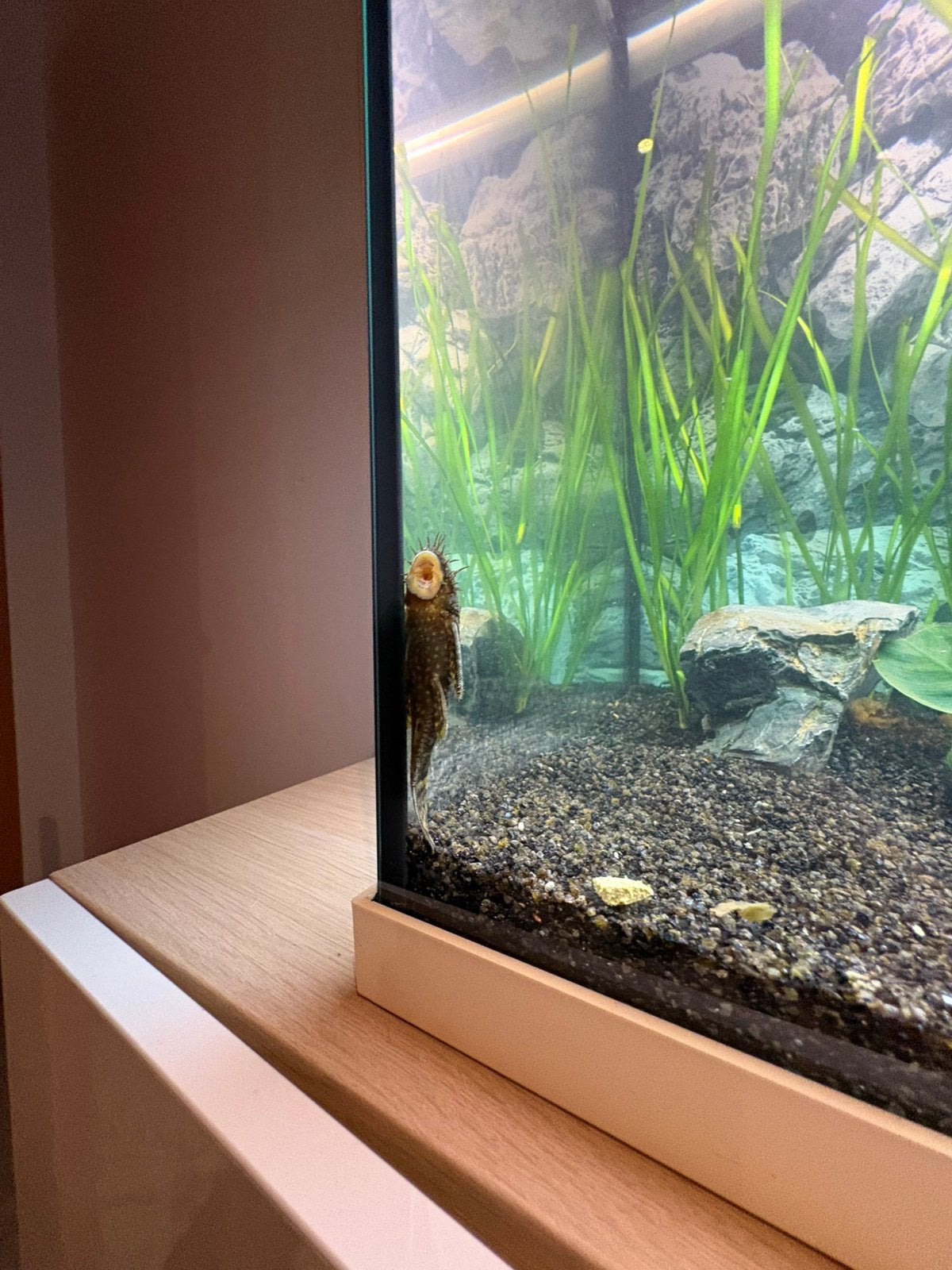 Ancistrus, Dieren en Toebehoren, Vis, Zoetwatervis