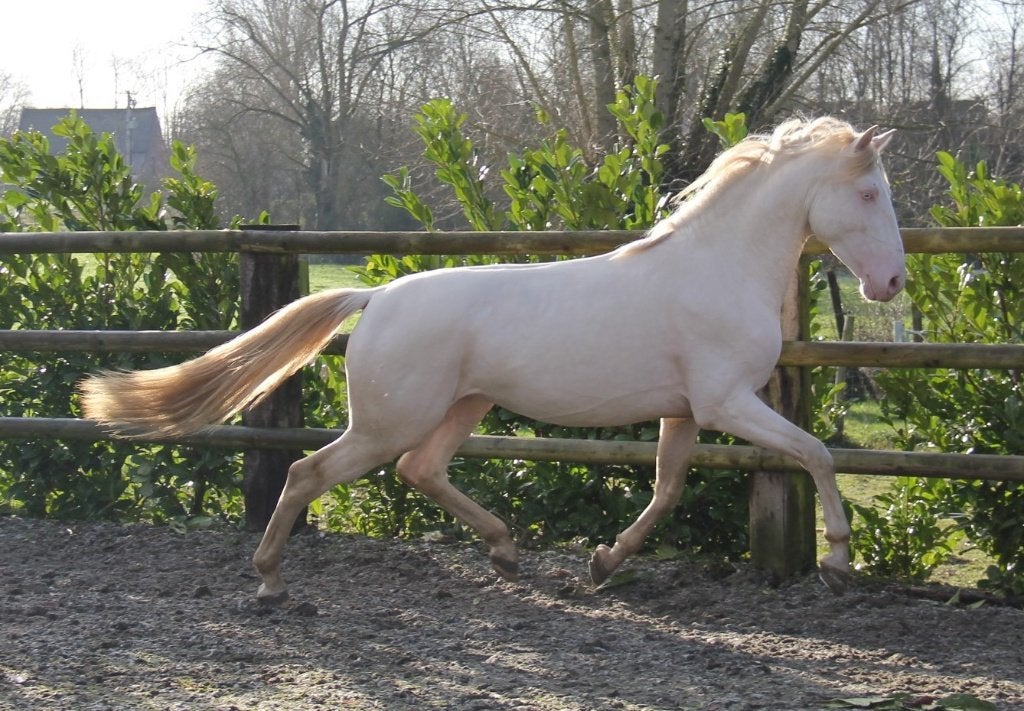 Lusitanian 5 jaar oud te koop, Dieren en Toebehoren, Paarden, Ruin, L, Minder dan 160 cm, 3 tot 6 jaar, Met stamboom, Gechipt
