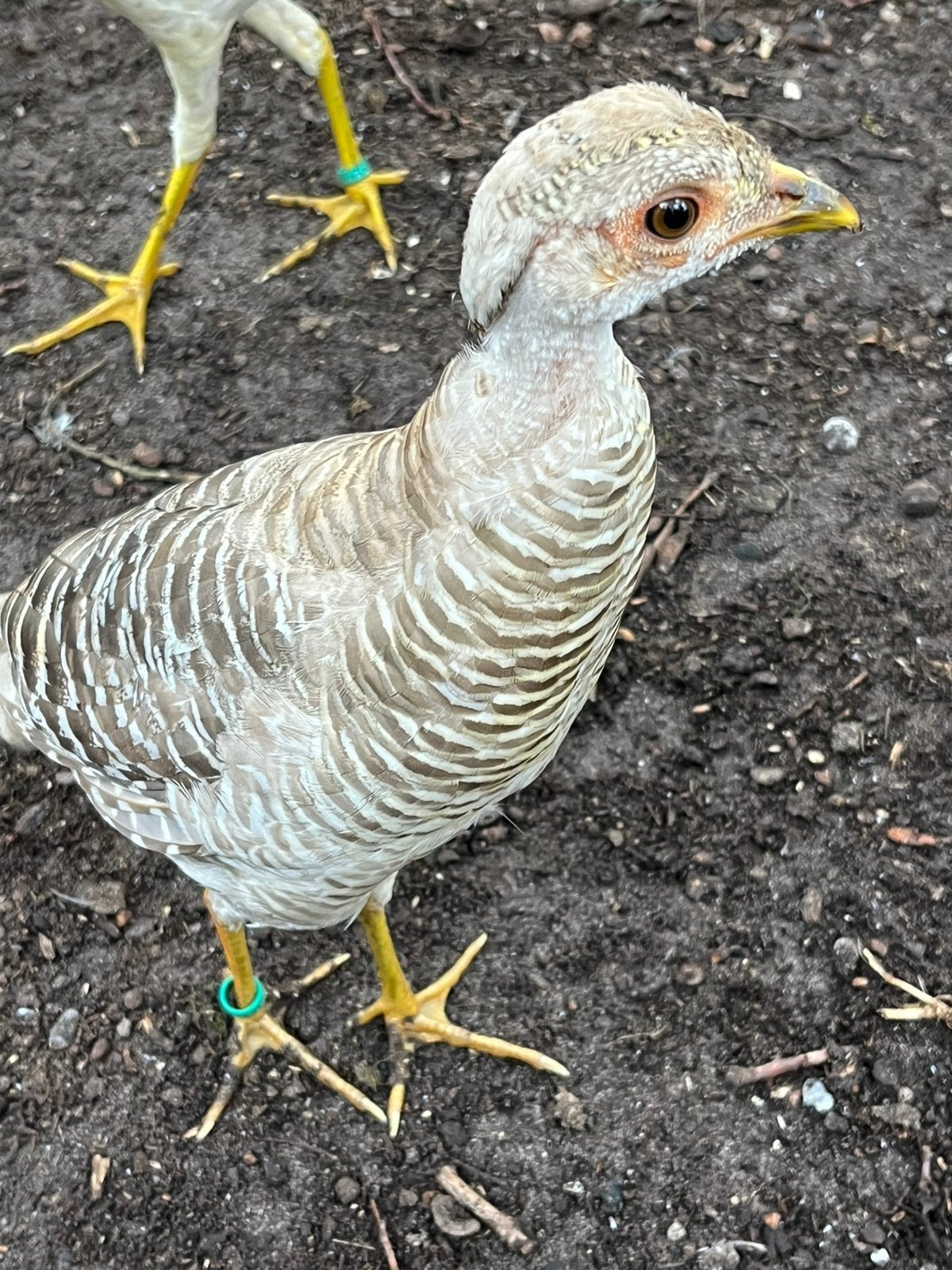 Fazanten, Animaux & Accessoires, Plusieurs animaux, Autres espèces