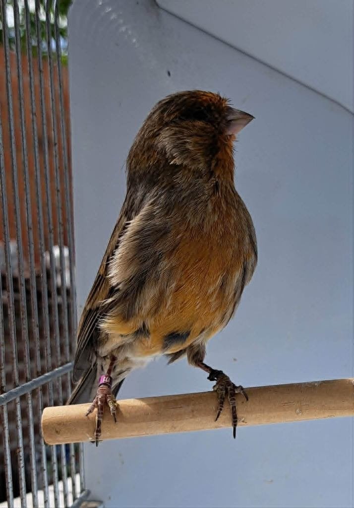 Kanarie, Dieren en Toebehoren, Mannelijk, Kleurkanarie