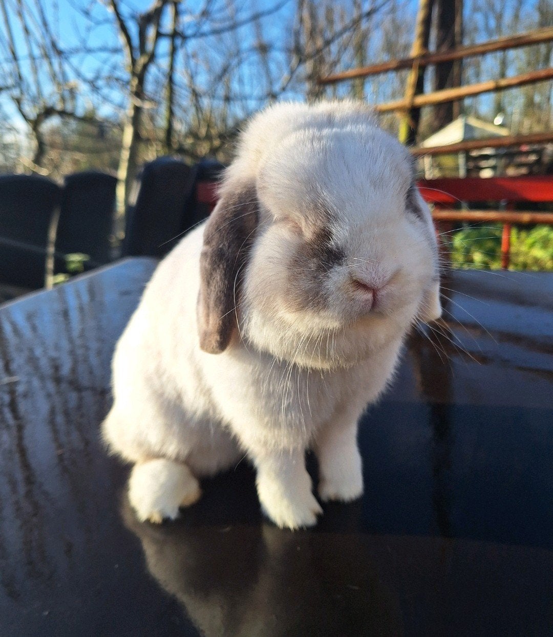 Lieve voedster zoekt forever home ️, Vrouwelijk, Klein, Hangoor, 3 tot 5 jaar