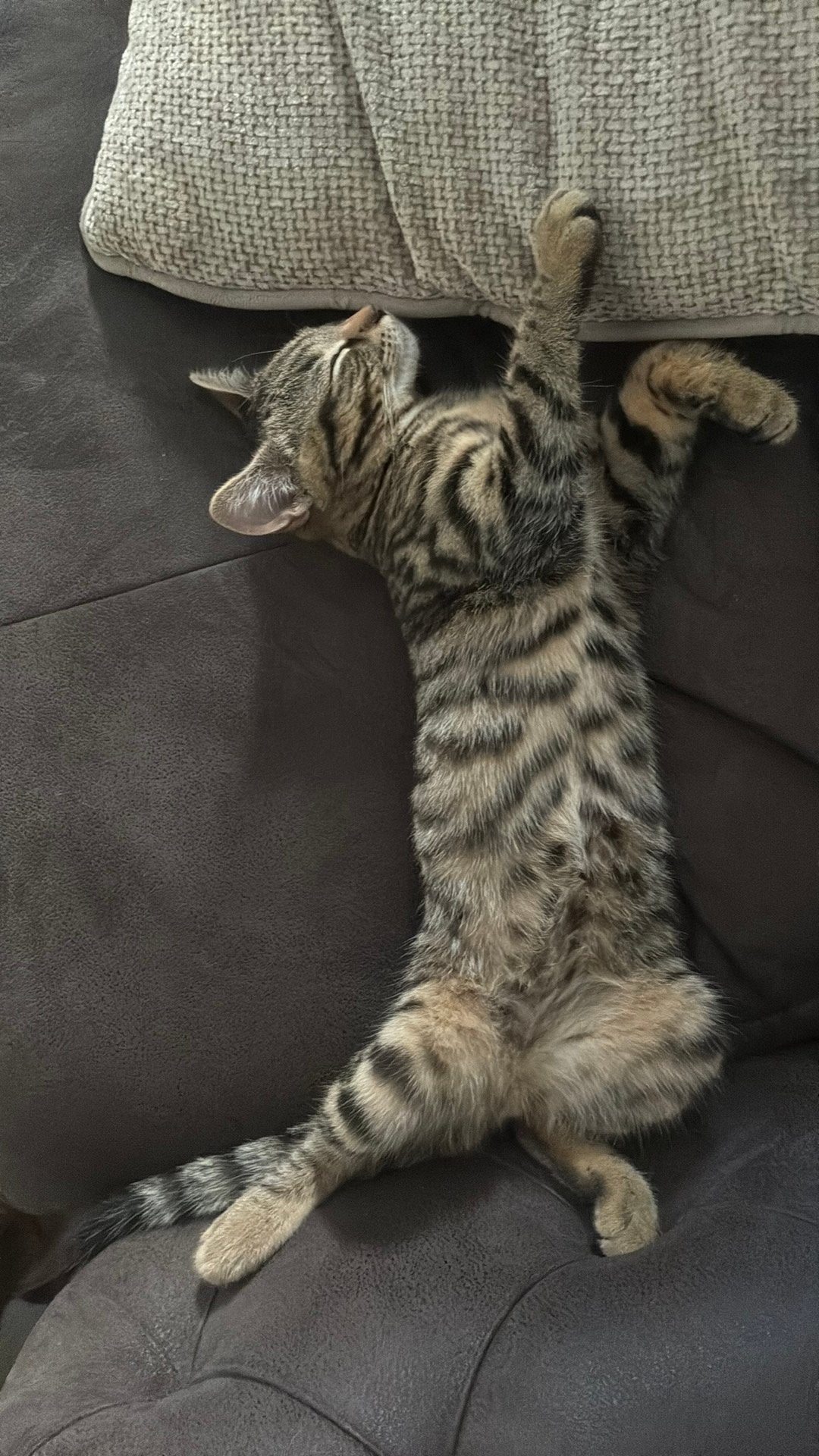 chaton 4 mois tigré excellante santée, Kinderen en Baby's, Overige Kinderen en Baby's, Ophalen